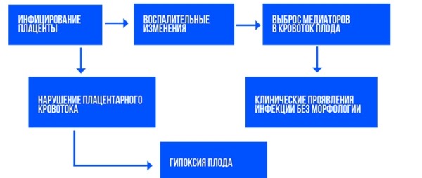 
			Патология плаценты при COVID-19		