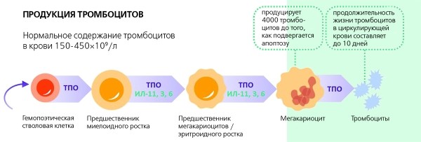 Тромбоцитопения: подсказки врачу-практику
Тромбоцитопения: подсказки врачу-практику