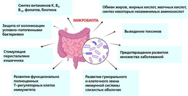 
			Микробиота и иммунитет		