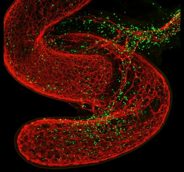 
        Как мозг управляет иммунными реакциями			    