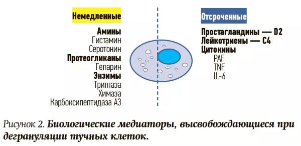 
        Синдром активации тучных клеток. Почему не всегда возможно добиться контроля течения аллергических заболеваний?                    