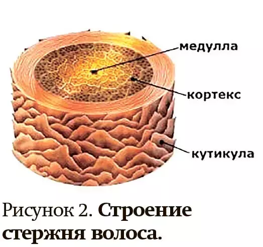 
        Алопеция у женщин: поиск возможных причин  и подходы к лечению                     