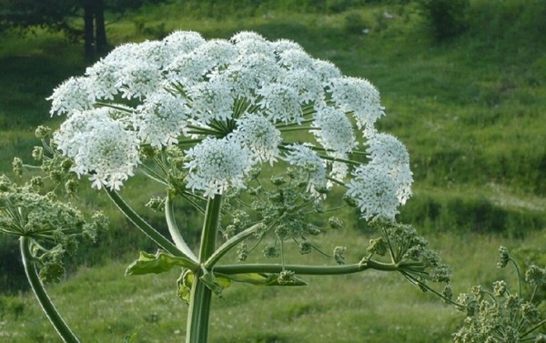 
        Фотодерматозы: фототоксические ожоги, аллергические реакции и солнечная крапивница                    
