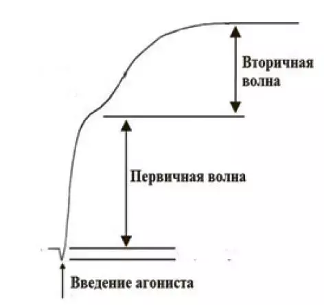 Первичный гемостаз и методы его оценки: оптическая и импедансная агрегатометрия
Первичный гемостаз и методы его оценки: оптическая и импедансная агрегатометрия
